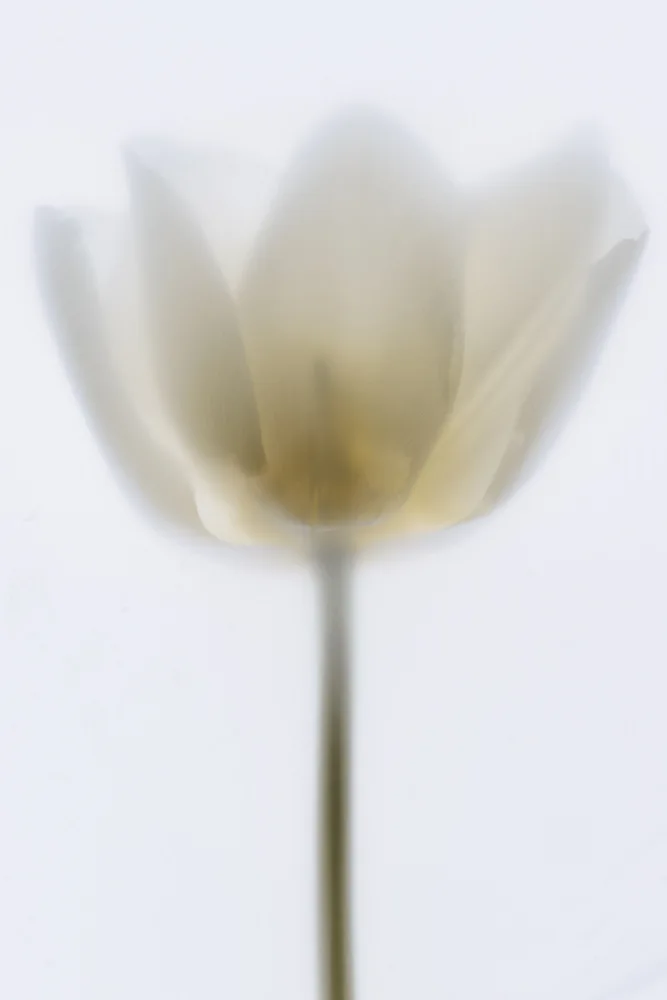 Izzard, Magda: Tulip