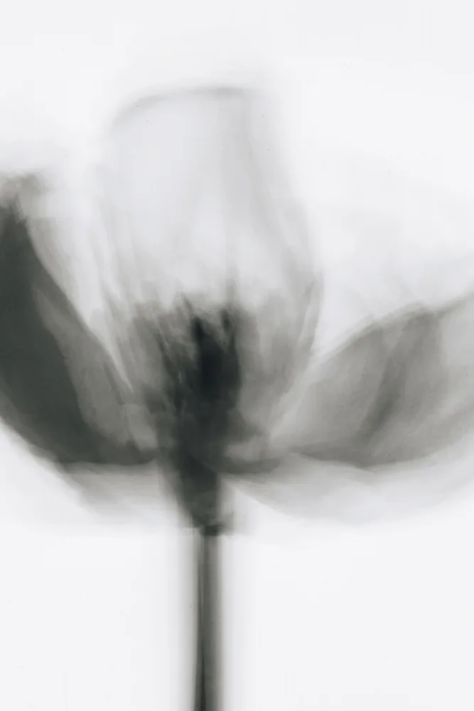 Izzard, Magda: Mono Tulip