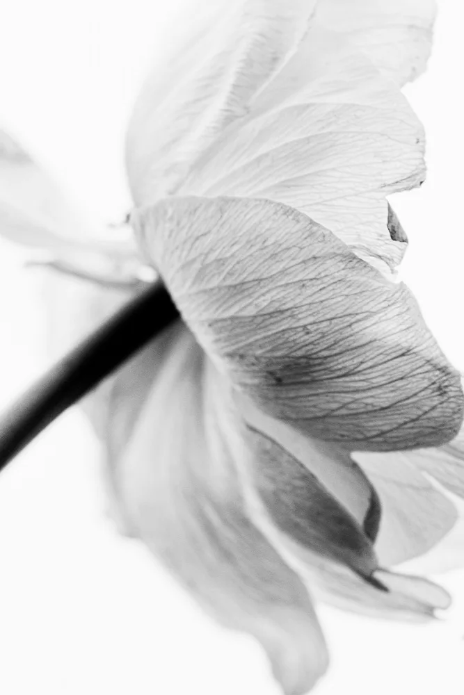 Izzard, Magda: Blooming Flower