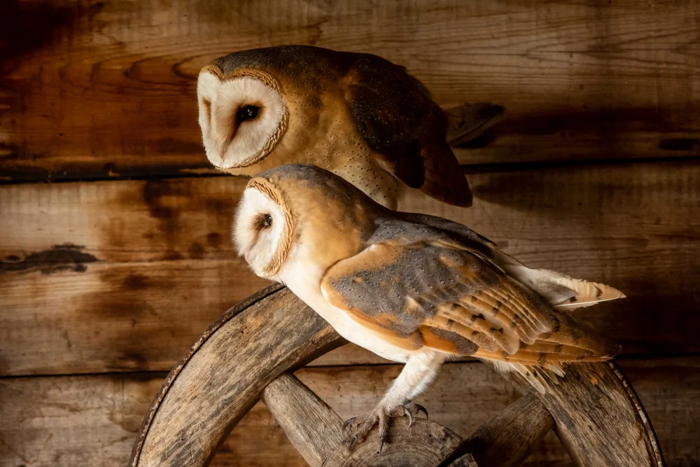 Wirtz, Caroline: Barn Owls