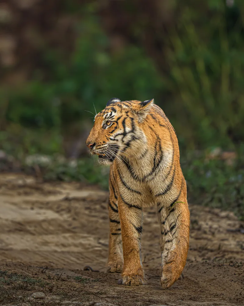 Bhatia, Yogesh: The Walk