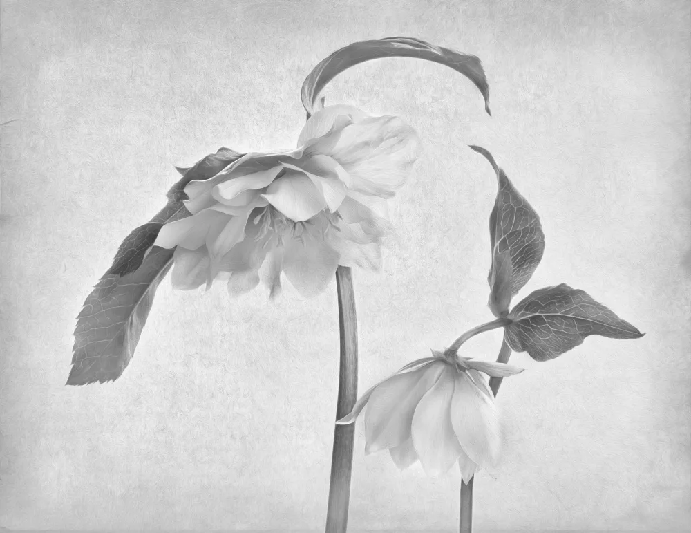 Myles, Penny: Hellebores