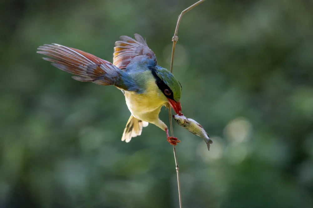 Ge, Robert: Indochinese Green Magpie
