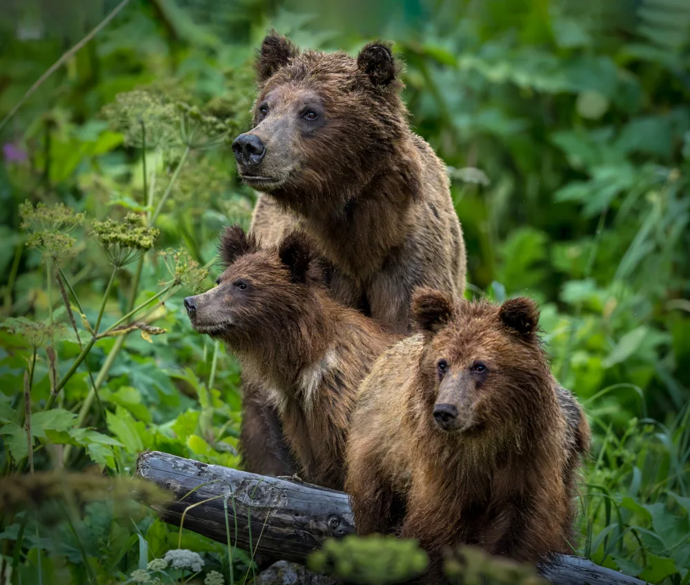 Li, Wanghan: Family