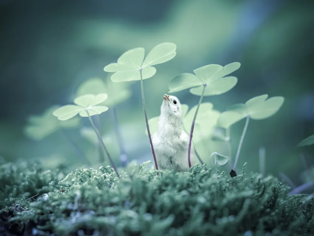 Dan, Udrea: At the edge of the grass