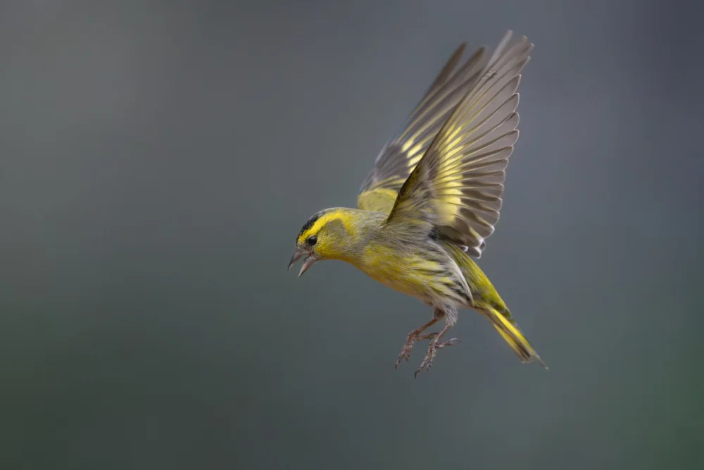 Francesco: In flight