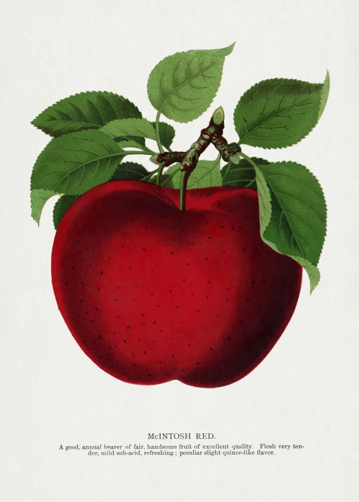 Rochester, Specimen Botanical: Mcintosh Red Apple Lithograph