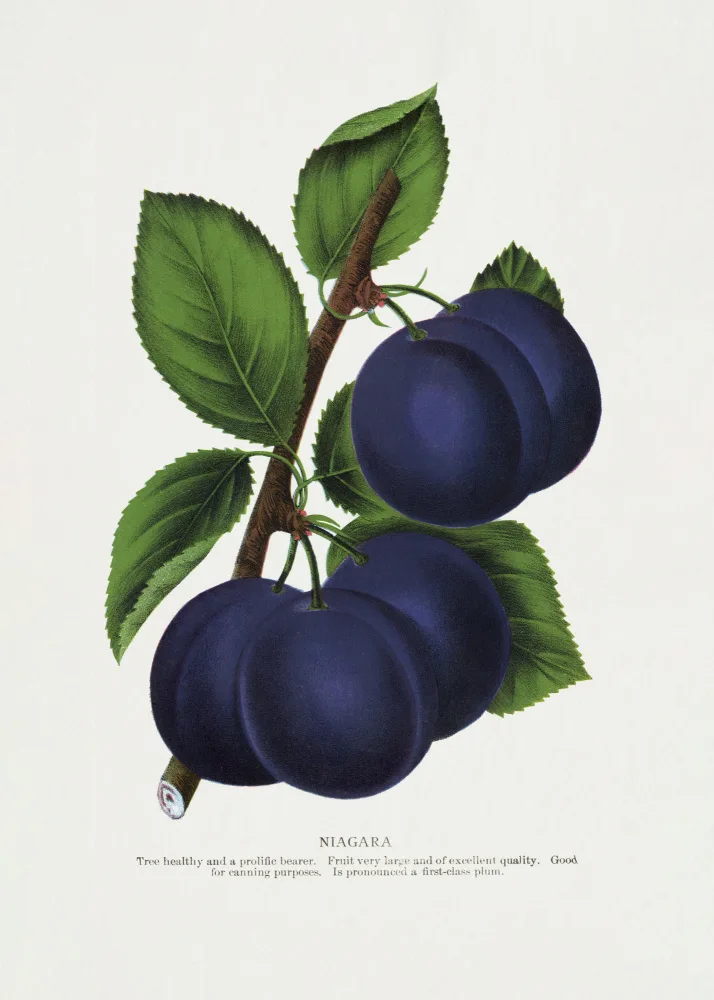Rochester, Specimen Botanical: Niagara Plum Lithograph