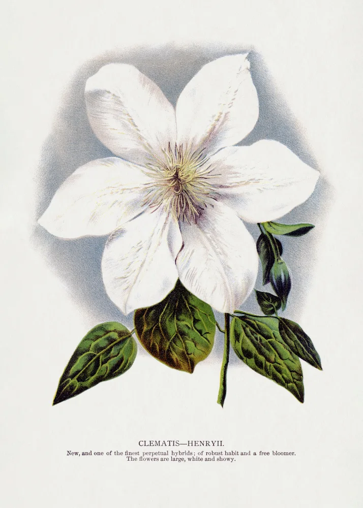 Rochester, Specimen Botanical: Clematis Flower Lithograph