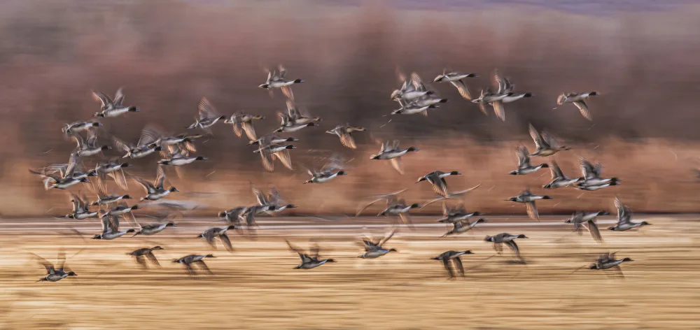 Zhang, Anna: Birds Taking Off