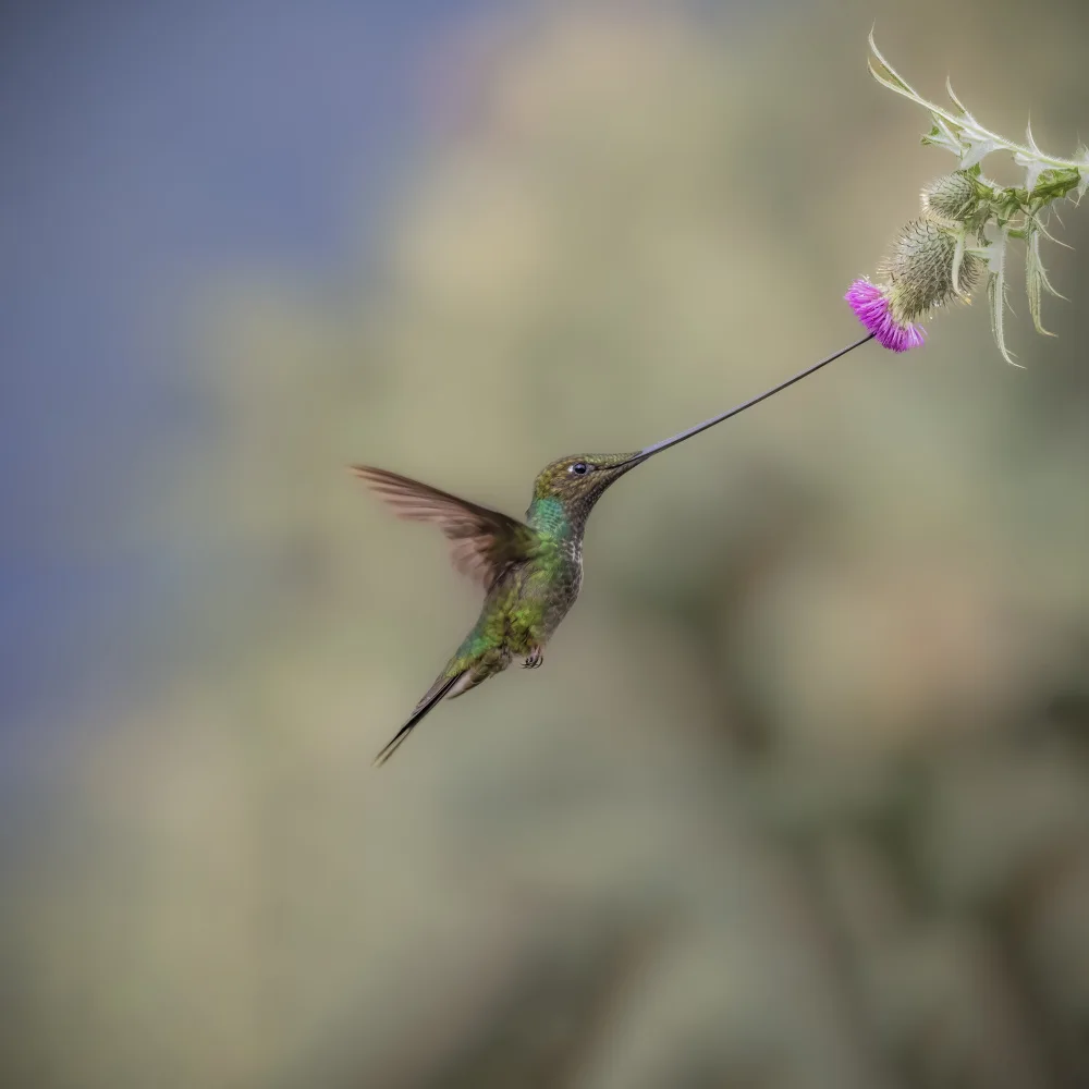 (吉星高照), Taksing: Sword-billed Hummingbird