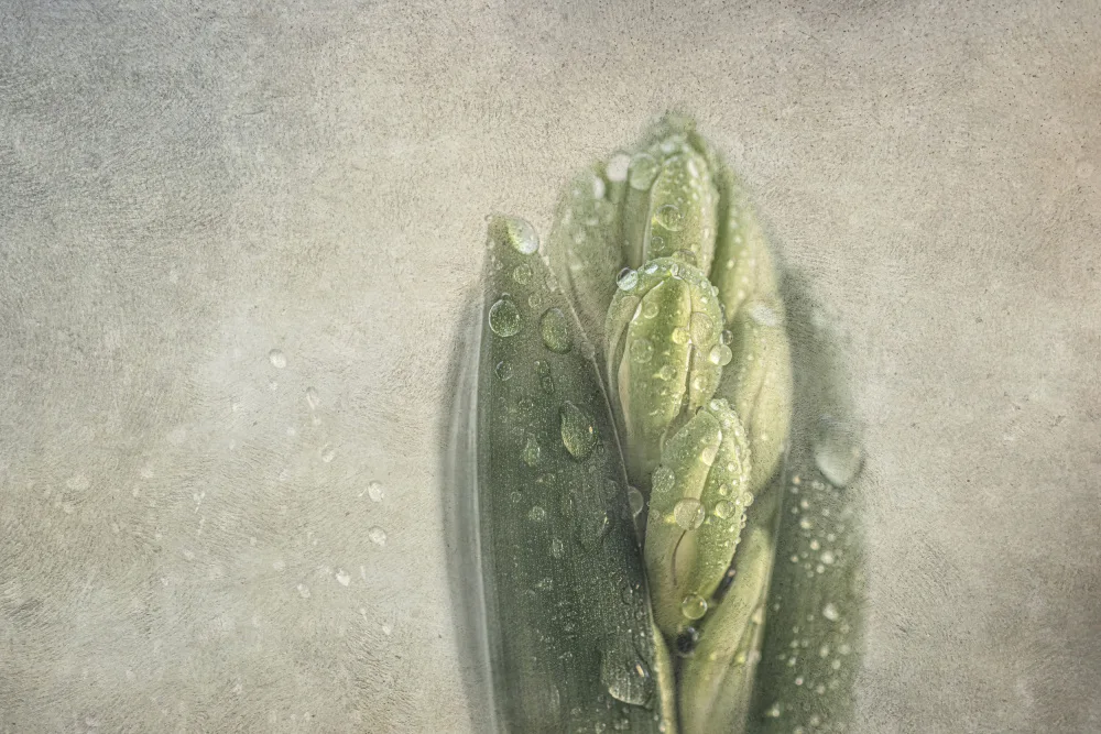 Stas, Marie-anne: Hyacinth