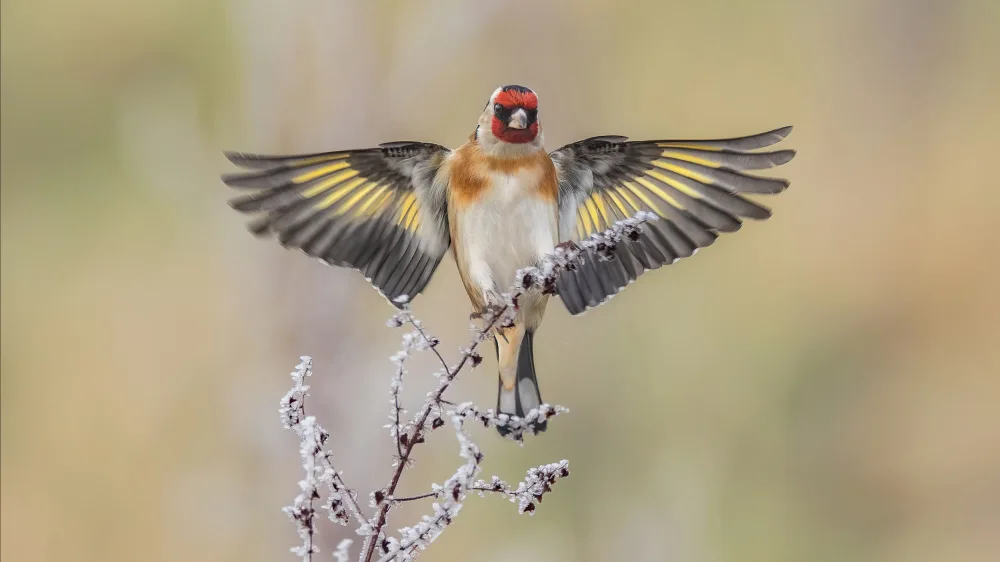 Mahony, O Kieran: Goldfinch landing