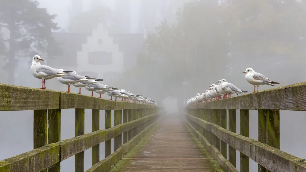 Baumann, Franz: Seagulls in the Mist
