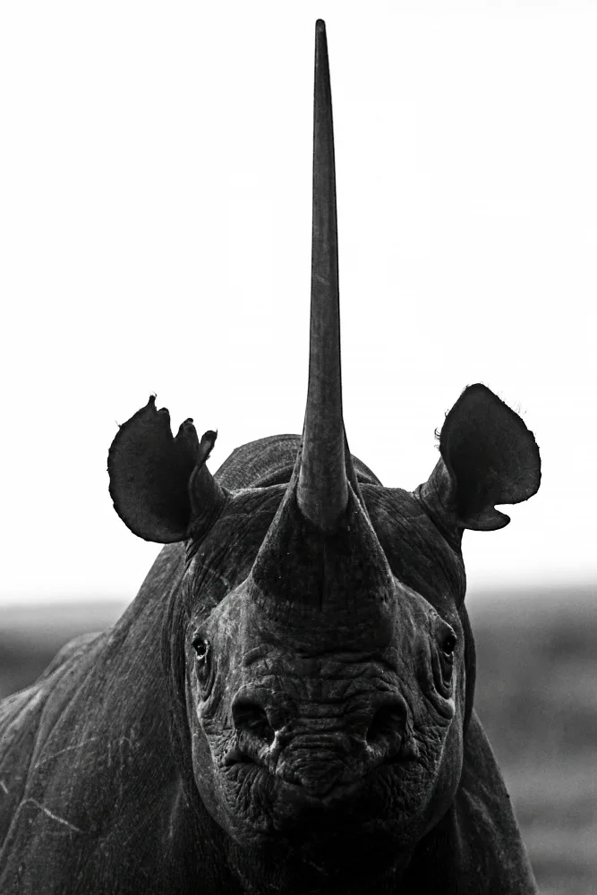 Allen-Rowlandson, Emma: Rhino Up close and Personal