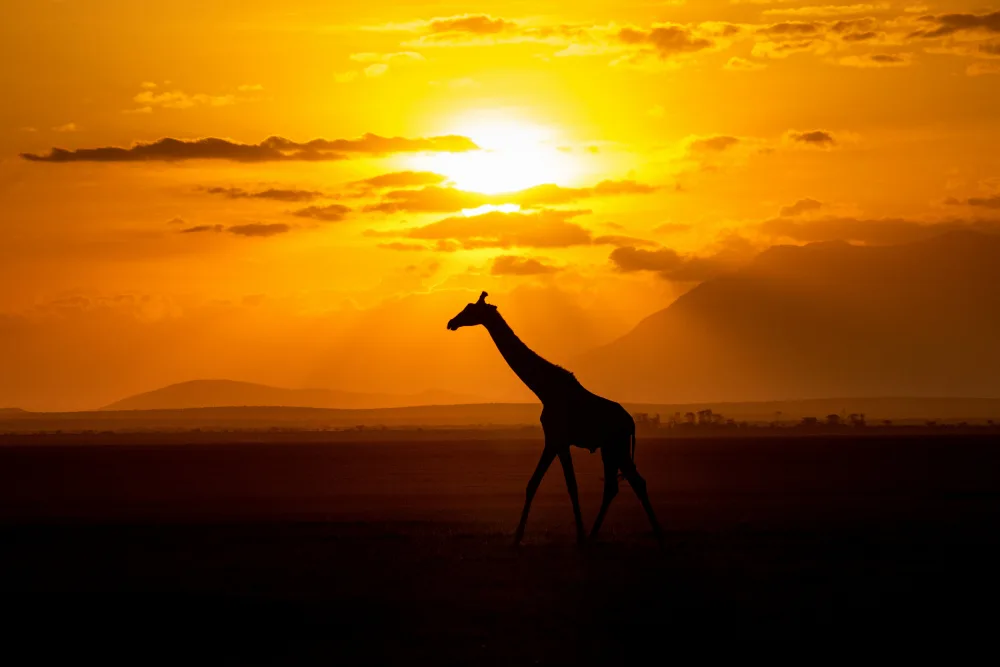 Allen-Rowlandson, Emma: Gracious Giraffe at sunset