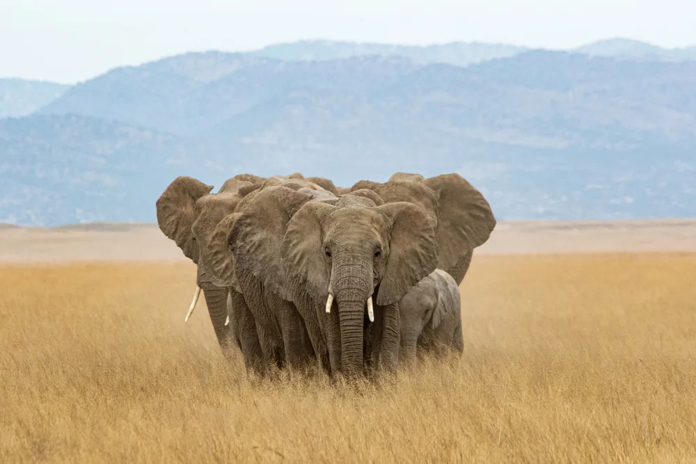 Allen-Rowlandson, Emma: Elephant Family Huddle