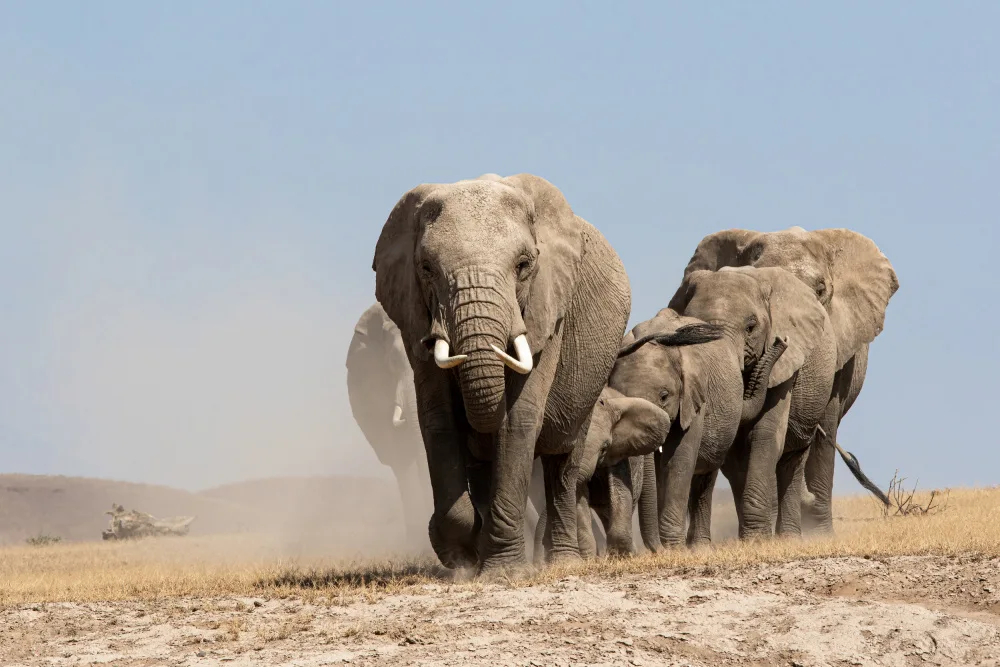 Allen-Rowlandson, Emma: Elephant Family Journey to the Waterhole