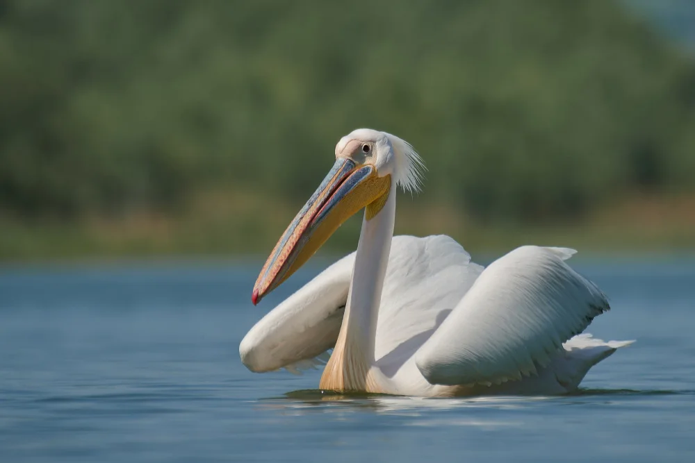 Prodan, Andrei: Grande pellicano bianco - Pelecanus onocrotalus