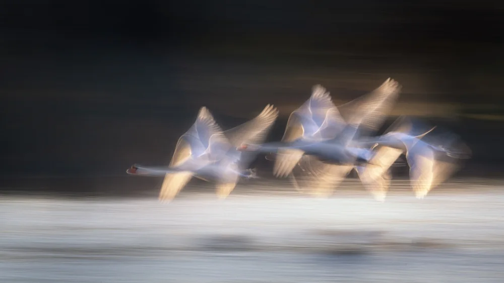 Zhang, Joan: Swans flight in a  winter morning