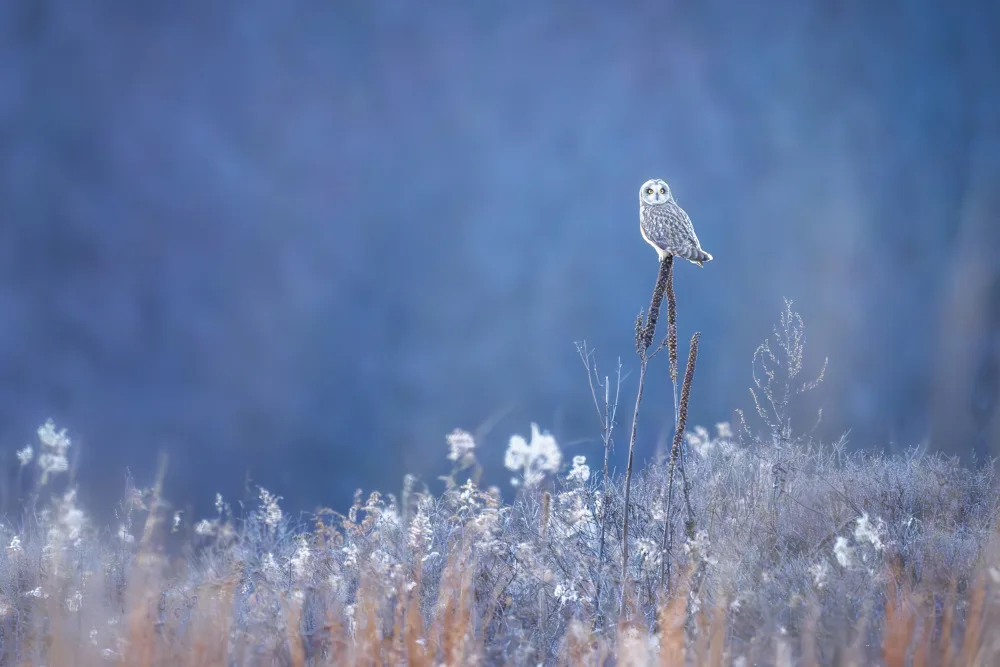 Zhang, Anna: Rest