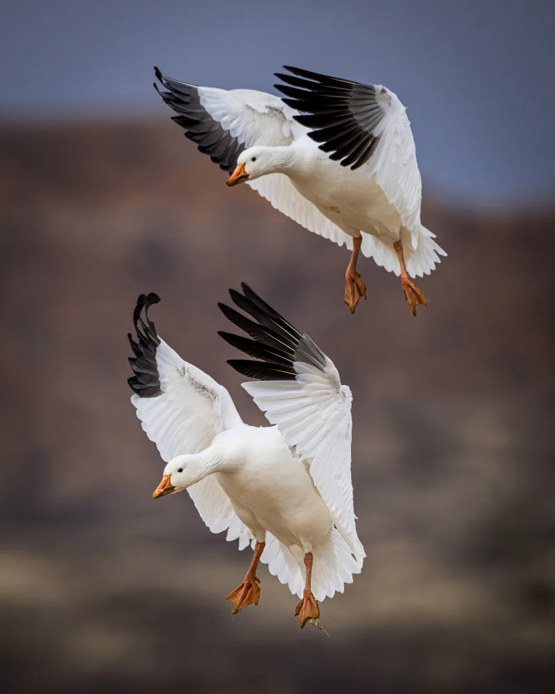 Li, Wanghan: Atterraggio delle oche delle nevi - Rifugio nazionale della fauna selvatica di Bosque del Apache,Nuovo Messico