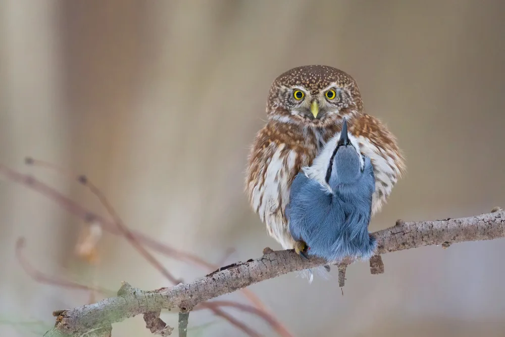 Doronin, Dmitry: Pygmy-Owl with prey