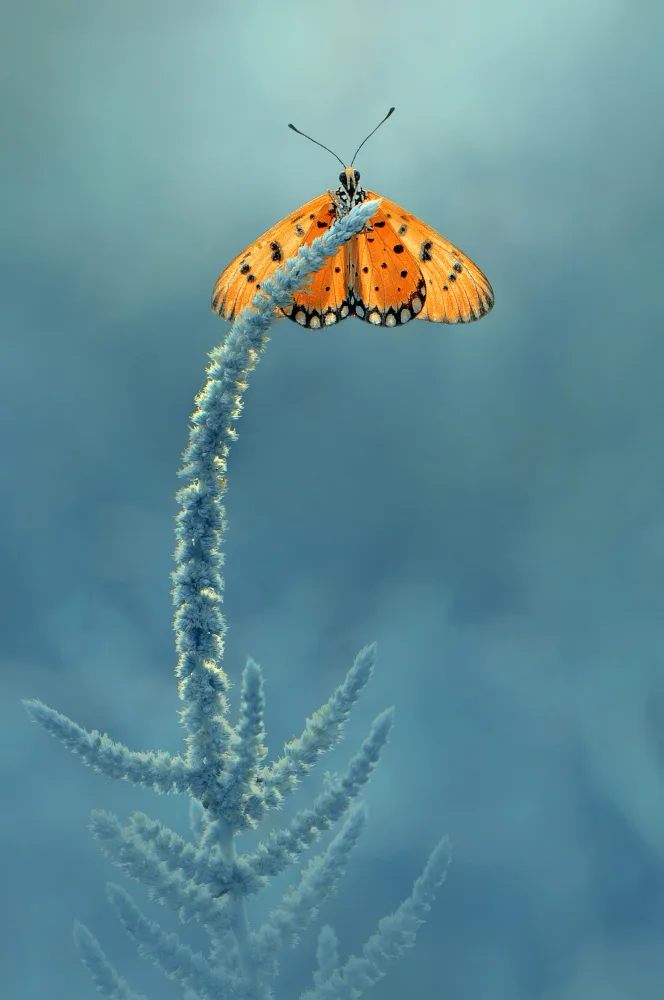 Pamungkas, Edy: Butterfly on Top