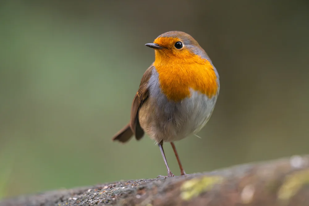 Alicke, Bjoern: little robin 3