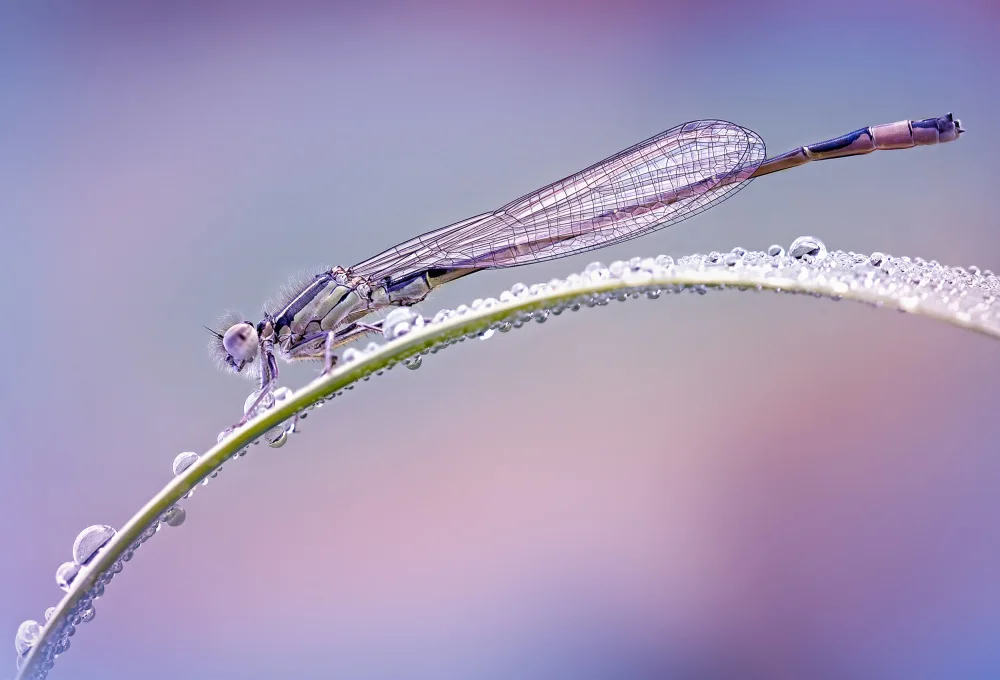 Daminelli, Fabrizio: dew
