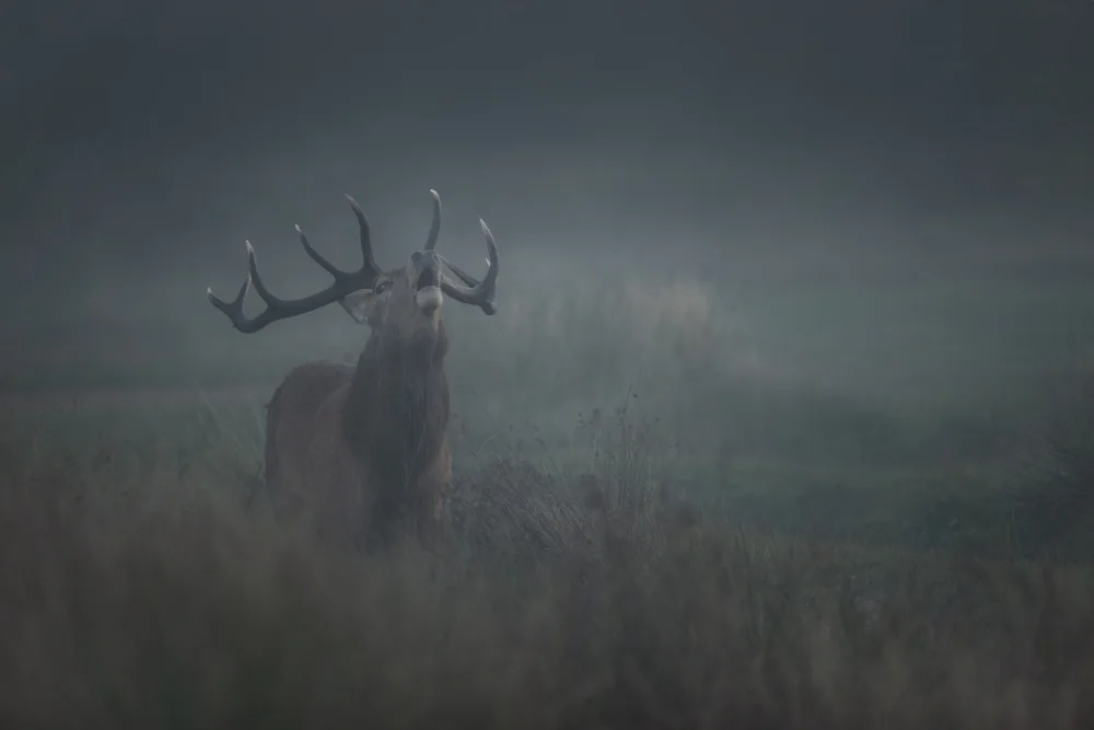 fotorax, Jevric Radojica: Howling in The  Fogg