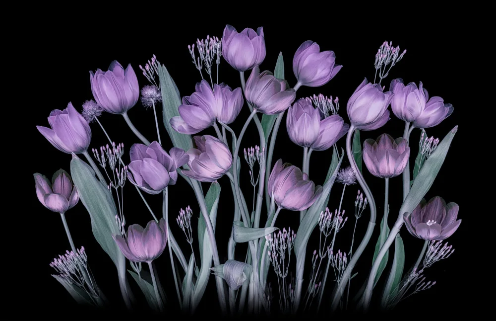Jacobs, Lydia: Violet romantique