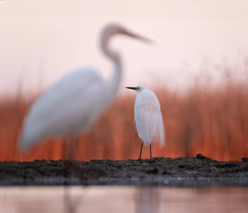DeLaan, Corry: Great white egret in the morning sun