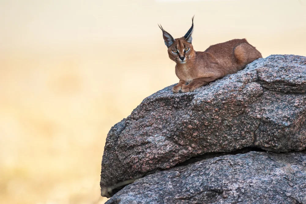 Felici, Massimo: On the rock