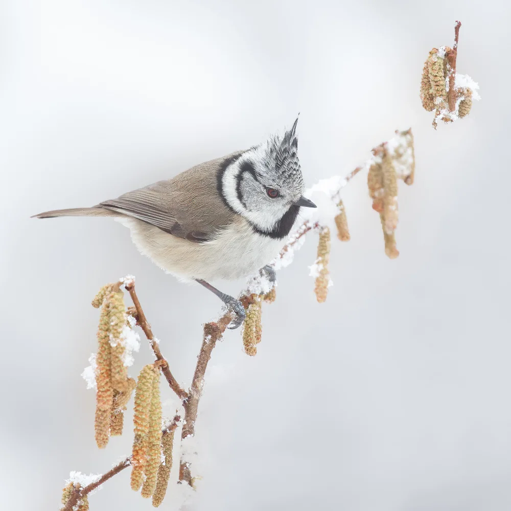 Keizer, Annie: It is winter in Holland.