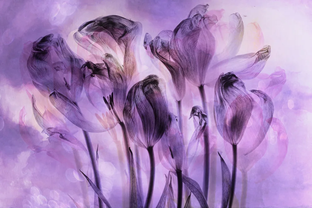 Lee, van Hilda: tulip fantasty