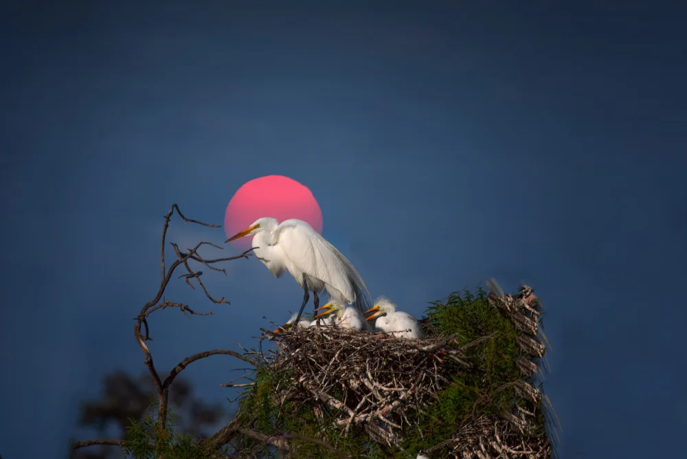 Zeng, Jiahong: Morning Sunlight Snow Egret