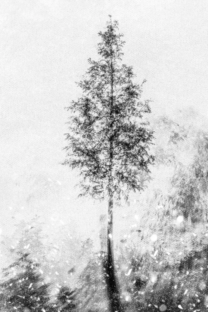Imaginative: Sogni naturali tessuti in bianco e nero