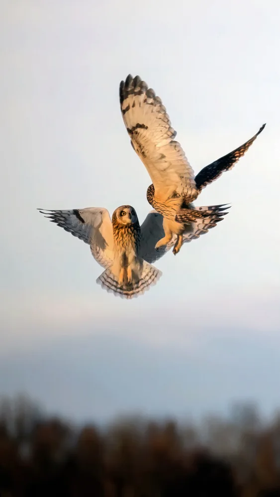 Luo, Dan: Short-eared Owl