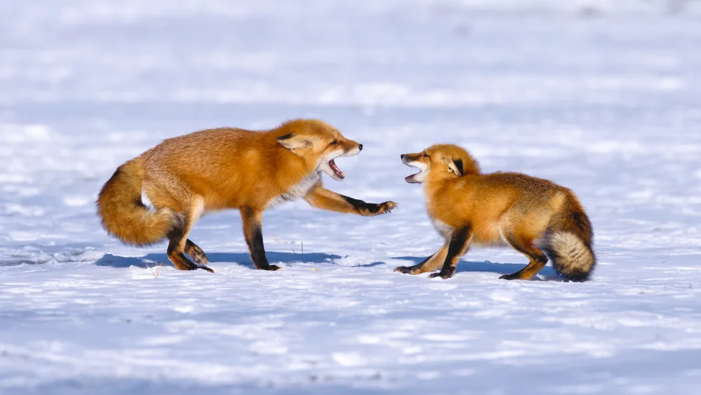 Lam, Gavin: The Fox