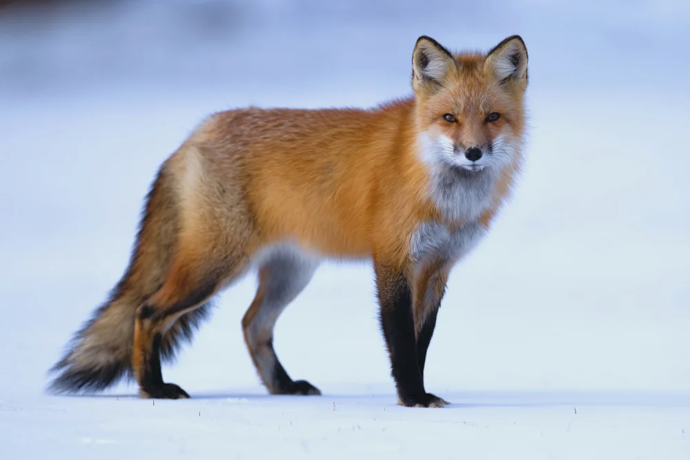 Lam, Gavin: The Fox