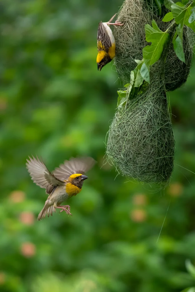 Singh, Navjot: Baya Weaver