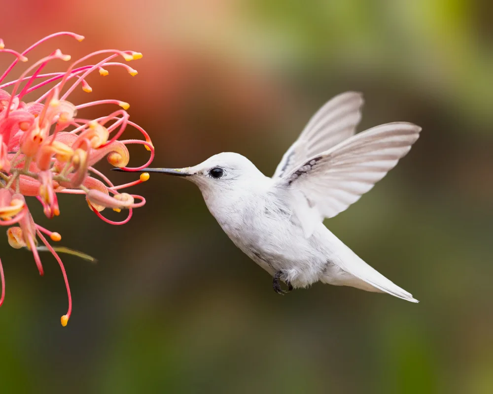 Lu, Bill: Sweet flowers