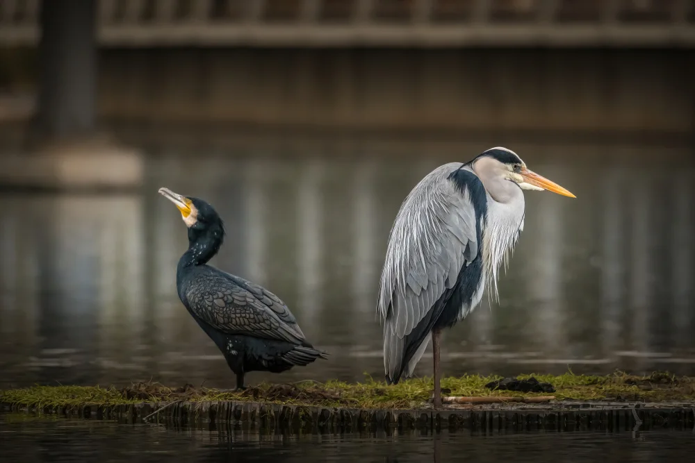 Margulies, Doron: The Bridge Keepers