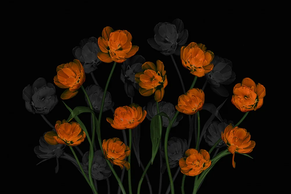 Jacobs, Lydia: Gracieuses tulipes orange