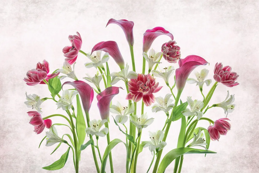Jacobs, Lydia: Calla,tulipano e li peruviano