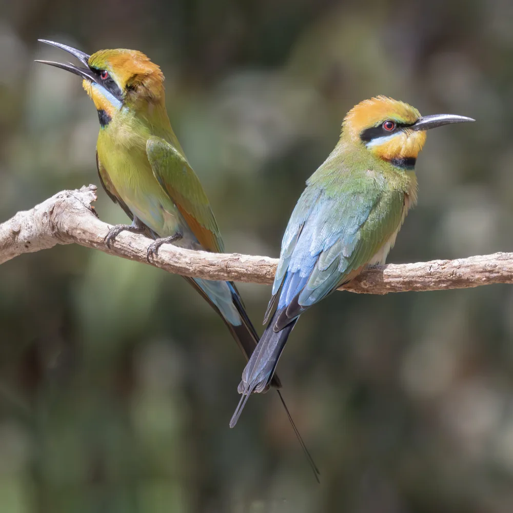 Moss, Susan: Twosome
