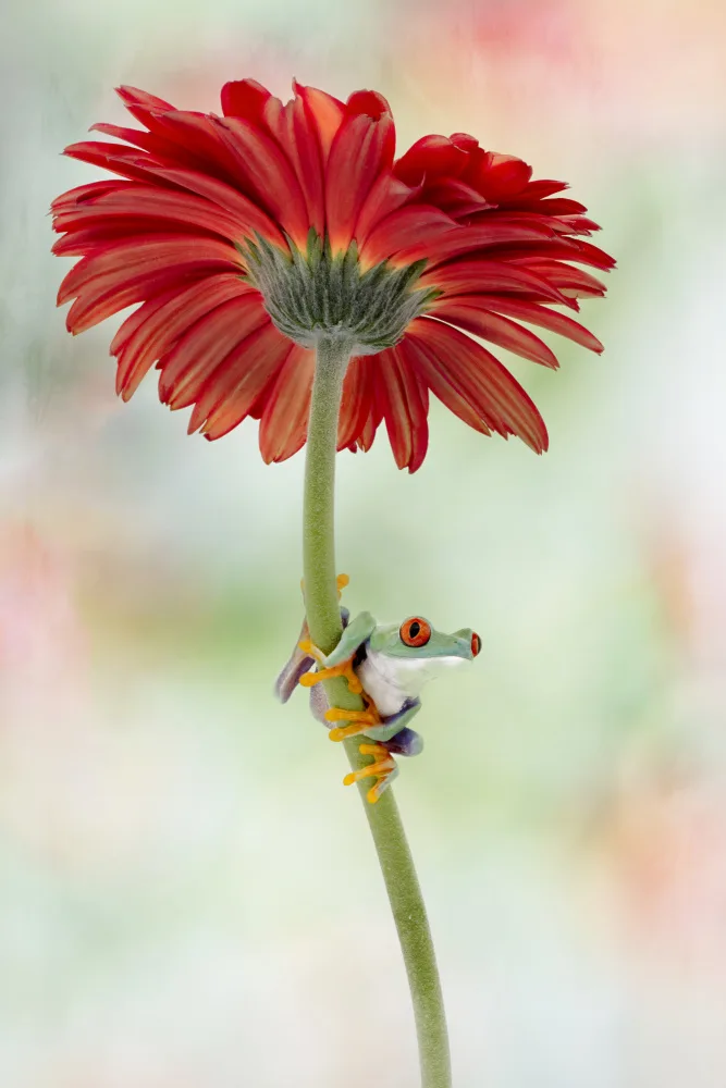 Lester, D Linda: The Red Eye and the Gerber Daisy