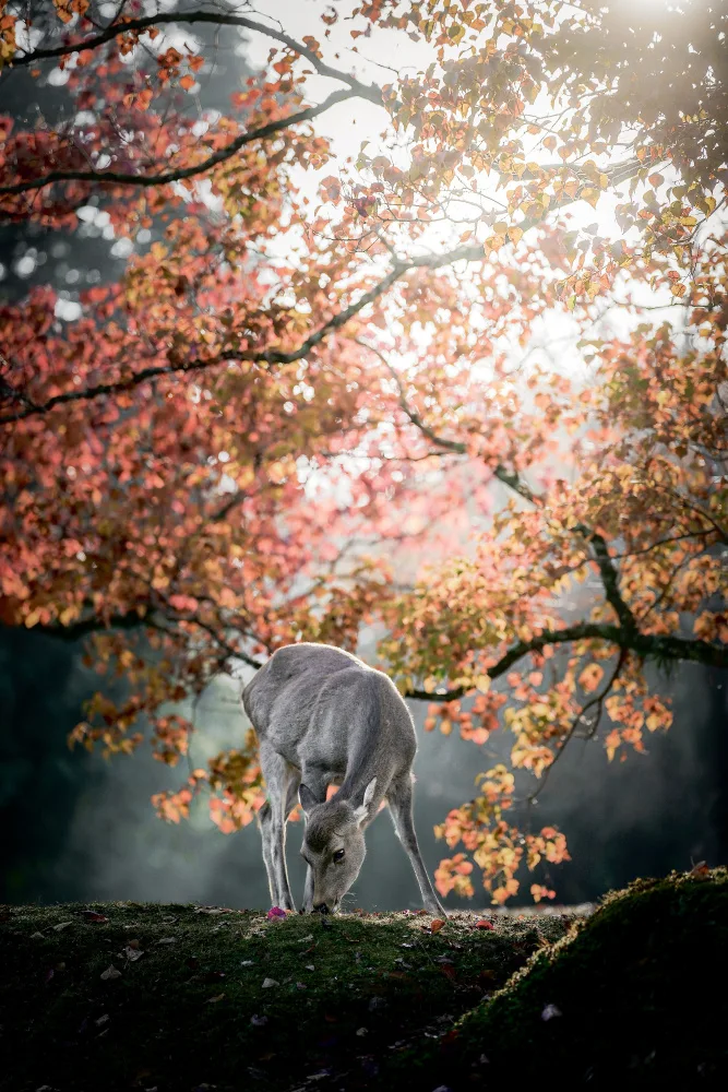 Yamaya, Yuta: Under the Autumn Leaves