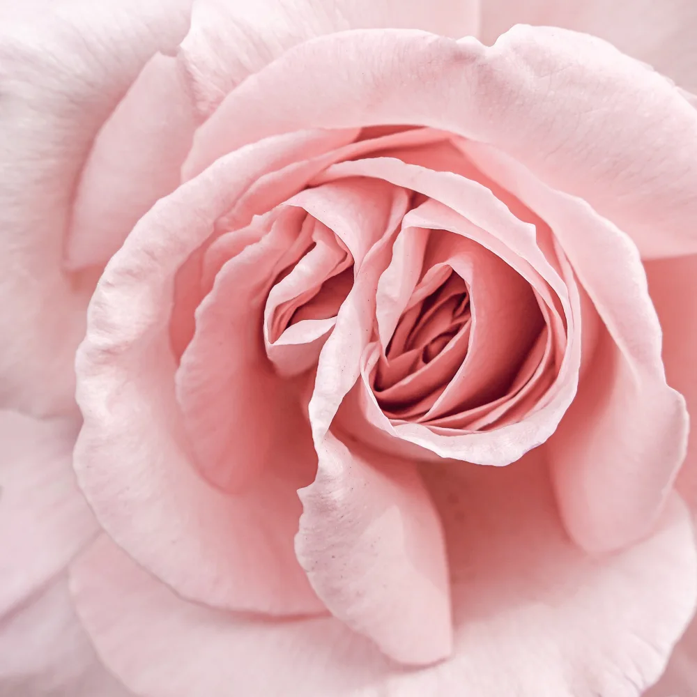 Schenk, Henrike: Rosa Rosa